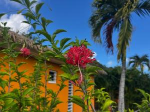 an orange house with palm trees in front of it at Manbana 322 in Grand-Bourg