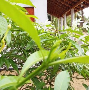 a bunch of green plants in front of a house at Fr Resort in Arugam Bay