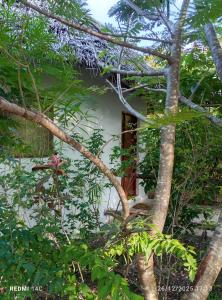 Zahrada ubytování The Dream Garden Bungalow