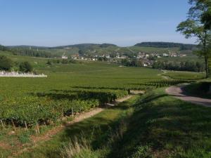 a winding road through a field of vines at L'Atelier du Champ Ladoit in Mercurey