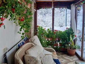 a room with a window with flowers and plants at Dolphin Residence Bulgaria in Zgorigrad