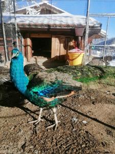 a peacock standing on the ground in a cage at Dolphin Residence Bulgaria in Zgorigrad +46 photos
