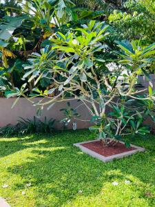 een kleine boom die in het gras in een tuin zit bij The Urban Escape in Matara