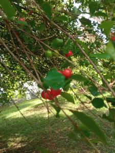 een bos rode bessen op een boomtak bij Canto dos Pássaros in Pomerode
