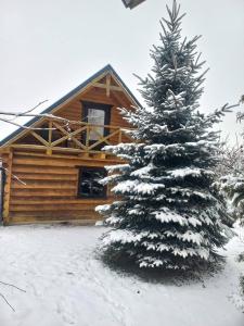 een met sneeuw bedekte dennenboom voor een blokhut bij Садиба Сенчина 