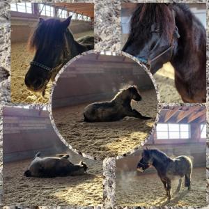 Zvířata v apartmánu nebo okolí