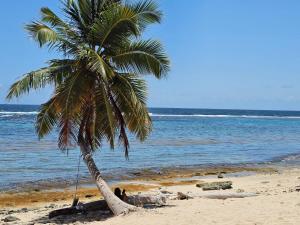 a palm tree on a beach with the ocean at Apartamentos La Mina in Manuel Chiquito