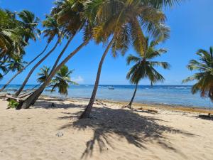 a group of palm trees on a beach at Apartamentos La Mina in Manuel Chiquito