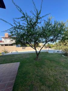ein Baum mitten auf einem Grasfeld in der Unterkunft Único loft con pileta cerca de Villa Carlos Paz in San Antonio de Arredondo