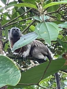 Dyr i lodgen eller i nærheden + 2 billeder