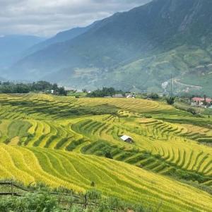 a field of crops with mountains in the background at Chi Homestay in Sapa