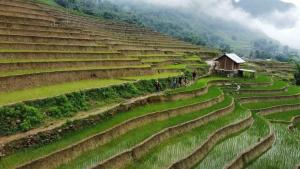 a group of rice terraces with a building on a hill at Chi Homestay in Sapa
