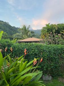 ein Garten mit grünen Büschen und Blumen vor einem Haus in der Unterkunft Fare Miriau in Papara + 46 Fotos