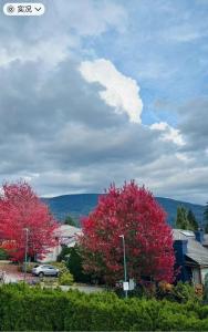 two trees with red leaves in front of a house at Warm house3 in Coquitlam