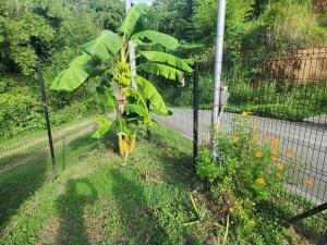 Vườn quanh Rustic Bamboo Forest Villa