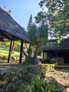 een palmboom voor een huis bij Jungle Cabin Leisure Bay in Port Edward