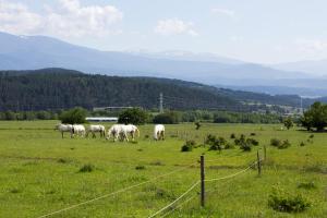 eine Herde weißer Pferde, die auf einem Feld weiden in der Unterkunft Hotel Razlog in Raslog + 116 Fotos