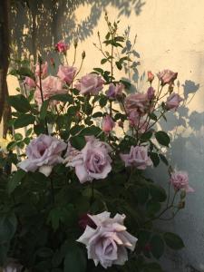 Ein Strauß rosa Rosen vor einer Mauer in der Unterkunft HOTEL RESTAURANT TURÓ de la TORRE in Manresa