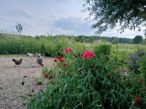 twee kippen die in een veld met bloemen lopen bij Berend 't Boerle in Vorden +10 foto's