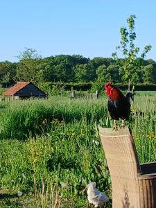 een haan die bovenop een mand staat in een veld bij Berend 't Boerle in Vorden