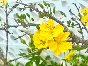 a bunch of yellow flowers on a tree at Khách Sạn Homestay LaMera in Ben Tre