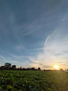 a field with the sun setting in the sky at Nemurupa Garden Hostel and Yoga near Narita Airport 15 min Shuttle in Narita