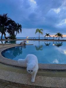 een witte kat die naast een plas water staat bij Phangan Orchid Resort in Baan Tai