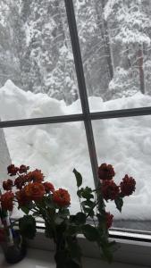 a flower in a window with snow outside of it at Zeleni Mir in Divčibare