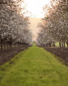 a row of apple trees in an orchard at The corner in Sde Ilan in Sede Ilan +7 photos