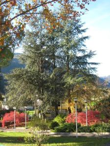 een grote boom in een park met rode struiken bij Casa Per Ferie Arta Terme in Arta Terme +17 foto's