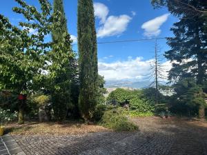 a large tree standing next to a brick walkway at Il Poggio in Poggio +5 photos