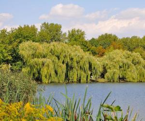 Billede fra billedgalleriet på Pension am Park i Merseburg + 3 billeder