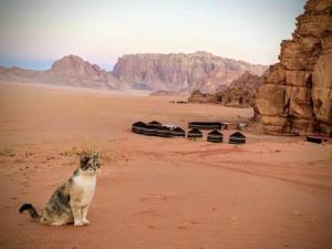 un gatto seduto in mezzo al deserto di wadi Rum Desert Legends a Wadi Rum