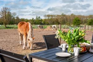 Zvířata v apartmánu nebo okolí