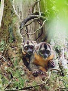 Billede fra billedgalleriet på Flor de la selva i Puerto Nariño