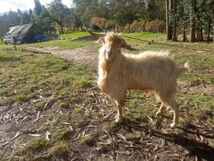 Dyr i den private indkvartering eller i nærheden