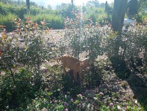 Billede fra billedgalleriet på Granja Ecoturistica Altos de Santa Cecilia i Sotaquirá