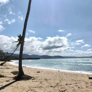 een palmboom op een strand met de oceaan bij Aljay & Joan's Homestay in Pagudpud +3 foto's