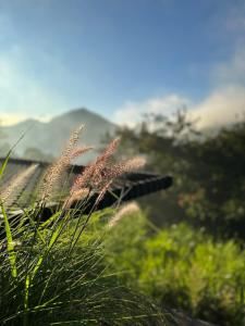 een vogel die over een grasveld vliegt bij 7 Dreams Glamping #5 in Kubupenlokan +11 foto's