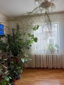 een kamer met een raam en een stel planten bij Ali Guest House in Kara-Koo