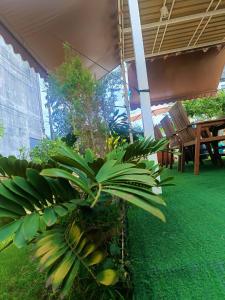 een groene plant midden op een patio bij มินิฮาร์ท เฮาส์บีช Mini Heart House Beach in Ban Chak Phai
