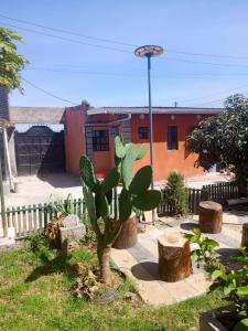 een plant in een tuin met een gebouw op de achtergrond bij EsMash Studio Machine lanet Nakuru in Nakuru