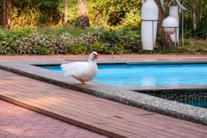 Eine weiße Ente steht auf einem Holzsteg neben einem Schwimmbecken. in der Unterkunft Elfreda, Vikramgad - 1BHK Villa - Pet Friendly in Zadapoli