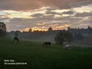 Dyr i lejligheden eller i nærheden