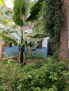 ein Bananenbaum vor einem Gebäude in der Unterkunft Riad TiznitSouss in Tiznit