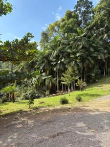 a group of palm trees on the side of a road at Pousada Paraíso Central - Casinha in Rodeio