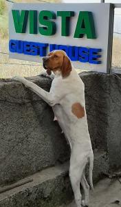 Et eller flere kæledyr der bor med gæster på Guest House Vista