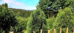 un groupe d'arbres dans un champ clôturé dans l'établissement Chalet Wickie, à Grafenau