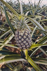 Billede fra billedgalleriet på LUZ DE LUNA mesa de los santos house i Los Santos