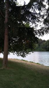 a tree next to a body of water at Les chataigniers in Apremont